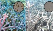 Blanchiment : 2018, année internationale des récifs coralliens