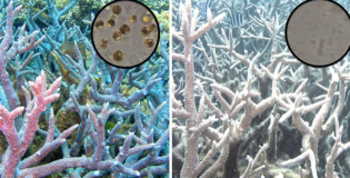 Blanchiment : 2018, année internationale des récifs coralliens