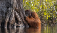 Orang-outans : les nouveaux réfugiers chassés par l’huile de palme