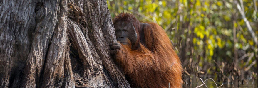 Orang-outans : les nouveaux réfugiers chassés par l’huile de palme Orang-outans : les nouveaux réfugiers chassés par l’huile de palme