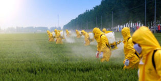 MADAGASCAR : DANGER GLYPHOSATE !