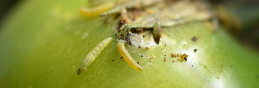 Alerte : Tuta attaque les tomates ! Alerte : Tuta attaque les tomates !