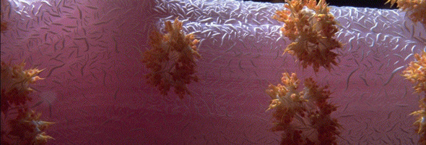La flotte chinoise plonge en eaux troubles La flotte chinoise plonge en eaux troubles