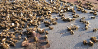 Les Néonics, ces tueurs d’abeilles toujours autorisés à Madagascar