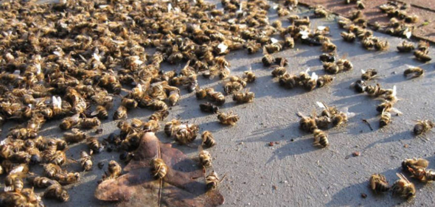 Les Néonics, ces tueurs d’abeilles toujours autorisés à Madagascar